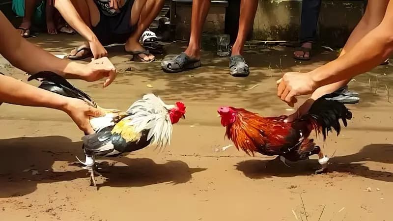 Tầm quan trọng của cựa gà