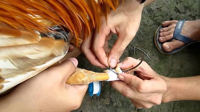 Hướng dẫn cách lên cựa gà đúng kỹ thuật